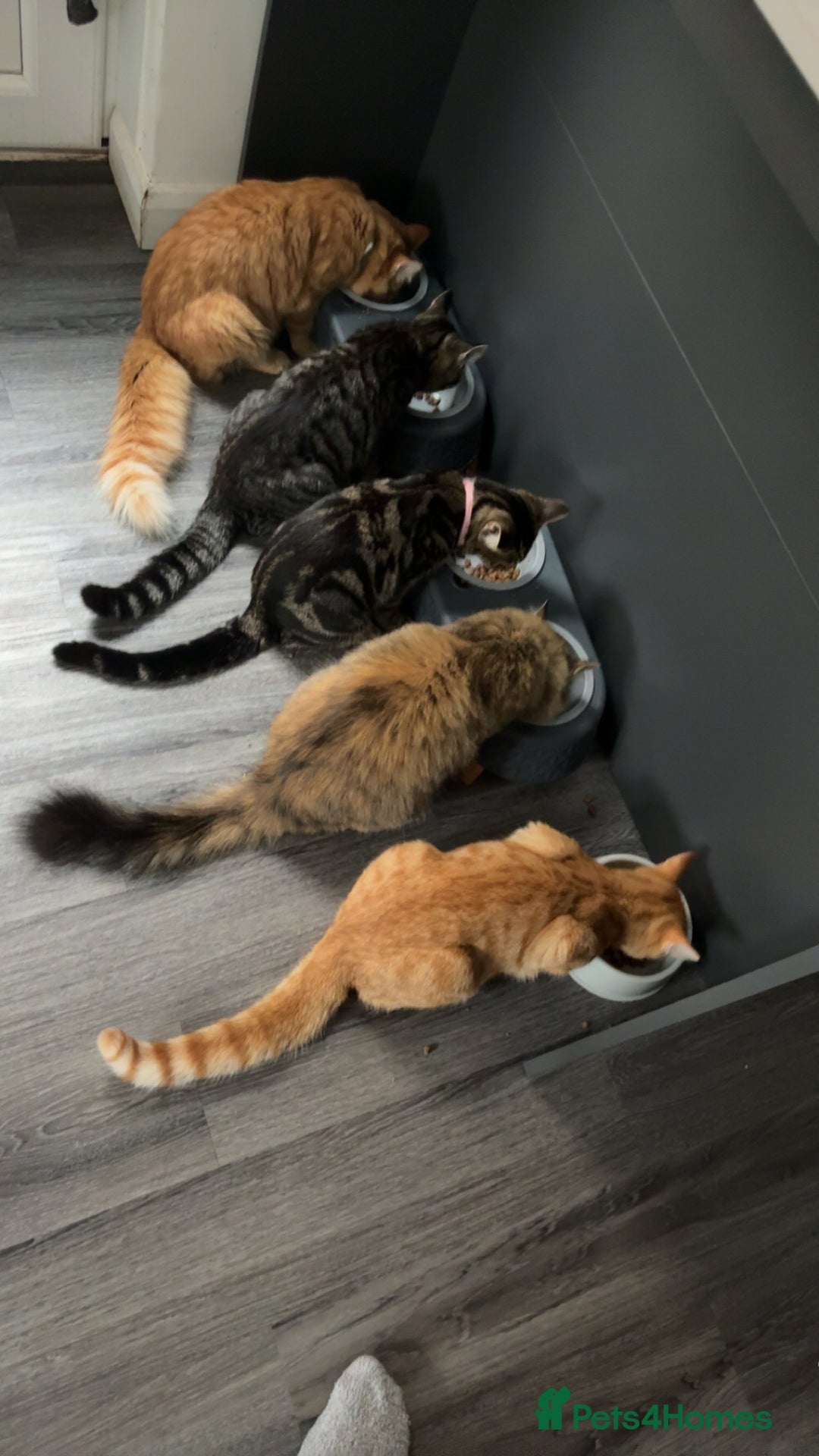 Maine Coon cats for sale: Maine coon mix  - Advert 11