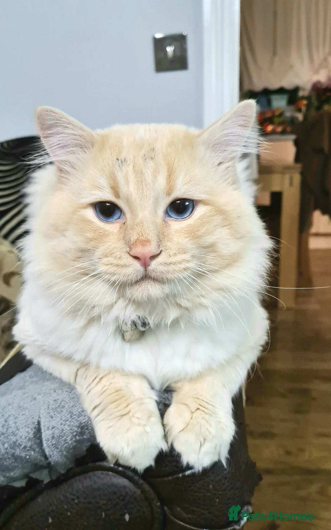 Ragdoll cats for sale: Ragdoll boy 🩵 - Advert 9