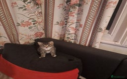 Mixed Breed cats for sale: Gorgeous kittens looking for their forever home.  - Advert 3