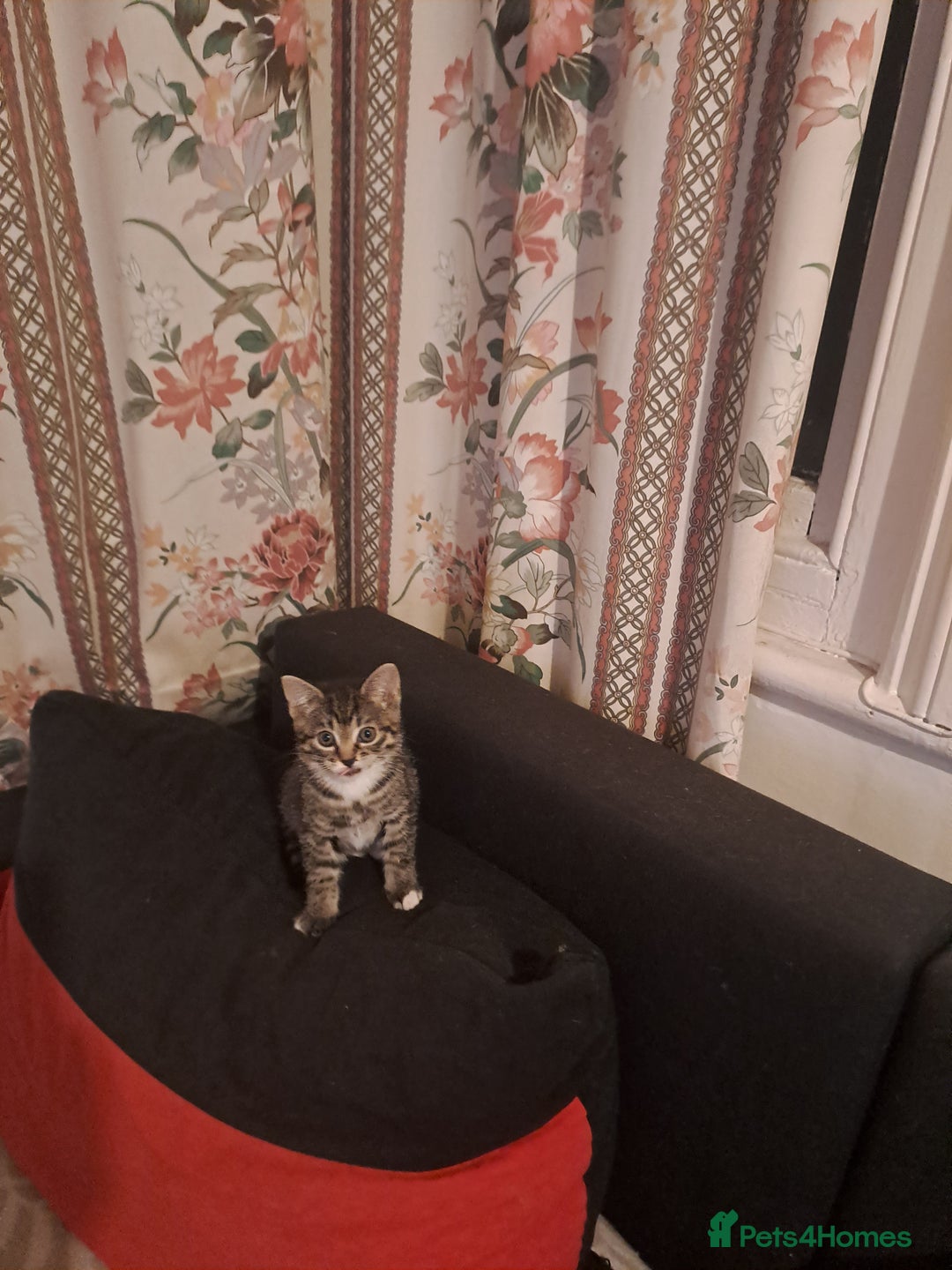 Mixed Breed cats for sale: Gorgeous kittens looking for their forever home.  - Advert 3