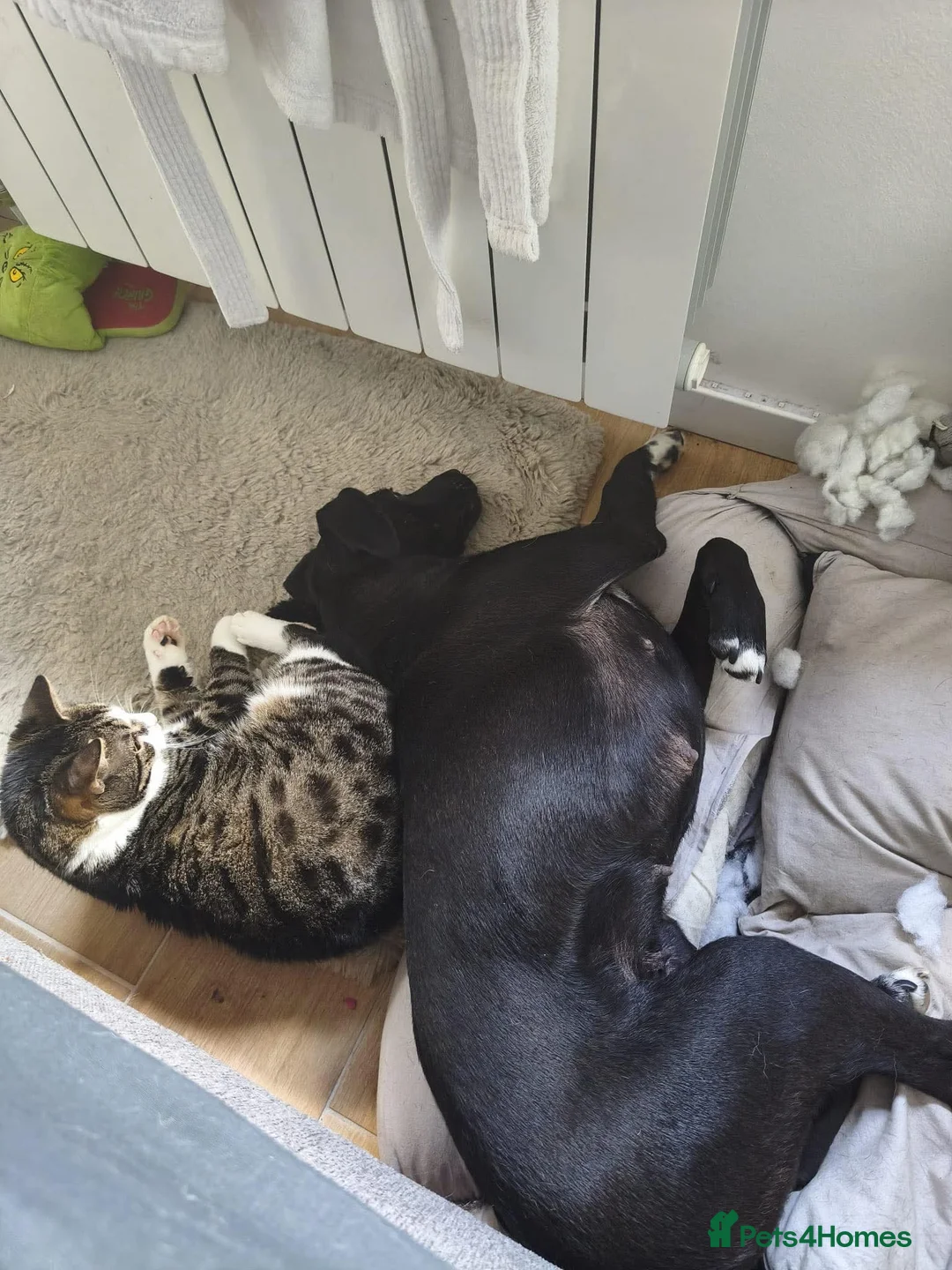 Mixed Breed dogs for adoption: FIFI! - Advert 2