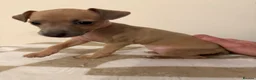 Italian Greyhound dogs for sale: 💙 beautiful blue boy looking for his forever home - Advert 32