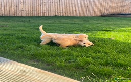 Golden Retriever dogs for sale: Teddy Bear Goldies - Image 32