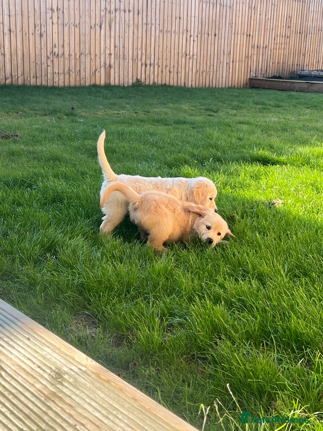 Golden Retriever dogs for sale: Teddy Bear Goldies - Image 32