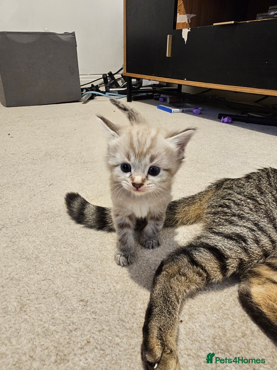 Mixed Breed cats for sale: Five Stunning Bengal X Kittens For Sale  - Image 7