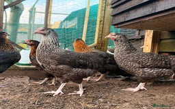 Chickens poultry for sale: Point of Lay Hybrids  - Image 1