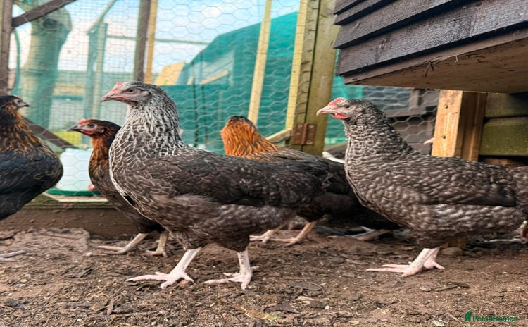 Chickens poultry - Advert 1