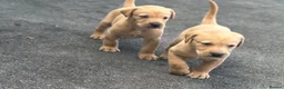 Labrador Retriever dogs for sale: KC REGISTERED LABRADOR PUPPIES - Advert 8
