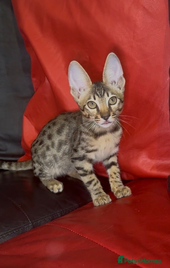 Savannah cats Exceptional Quality Tica Regist. Savannah kittens - Advert 2