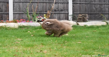 Pomeranian dogs - Advert 8