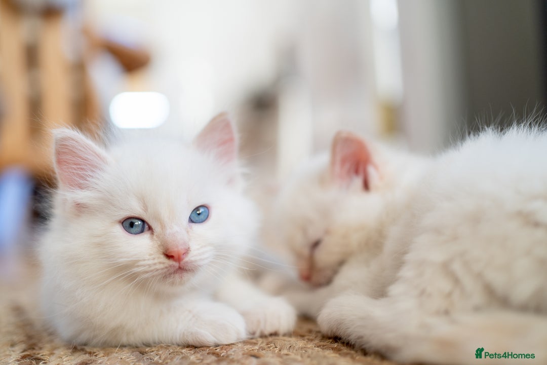 Ragdoll cats for sale: Pure Ragdol kittens ready for a new homes  - Advert 22