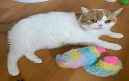 British Shorthair cats for sale: Pedigree British Shorthair  - Image 2