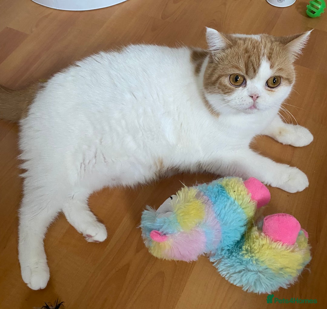British Shorthair cats for sale: Pedigree British Shorthair  - Image 2