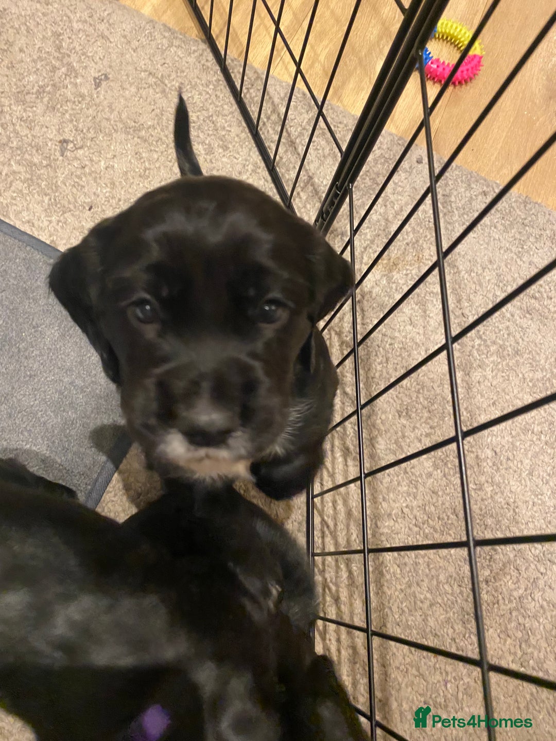 Cocker Spaniel dogs for sale: Cocker Spaniel Puppies - Advert 23