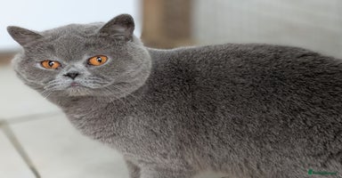 British Shorthair cats in Sheerness - Advert 7