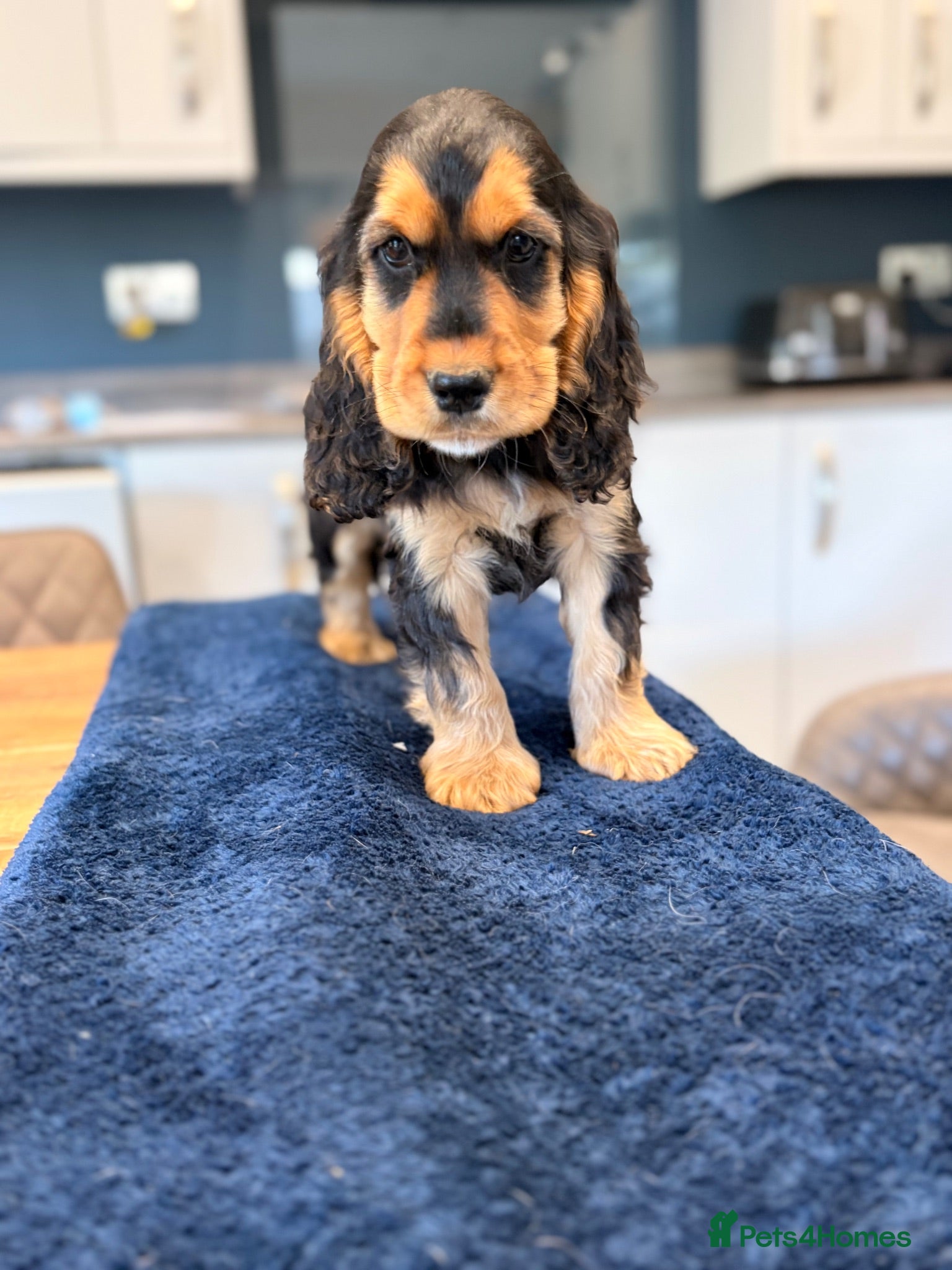 Cocker Spaniel dogs 💙 KC Reg Boy Ready Now 💙 - Advert 15