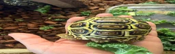 Tortoise reptiles for sale: Leopard Tortoise babies Standard/ rare High Whites - Advert 5