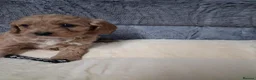 Cavapoo dogs for sale: CAVAPOO PUPPIES  FOR SALE READY FOR REHOMING in South Croydon - Advert 10