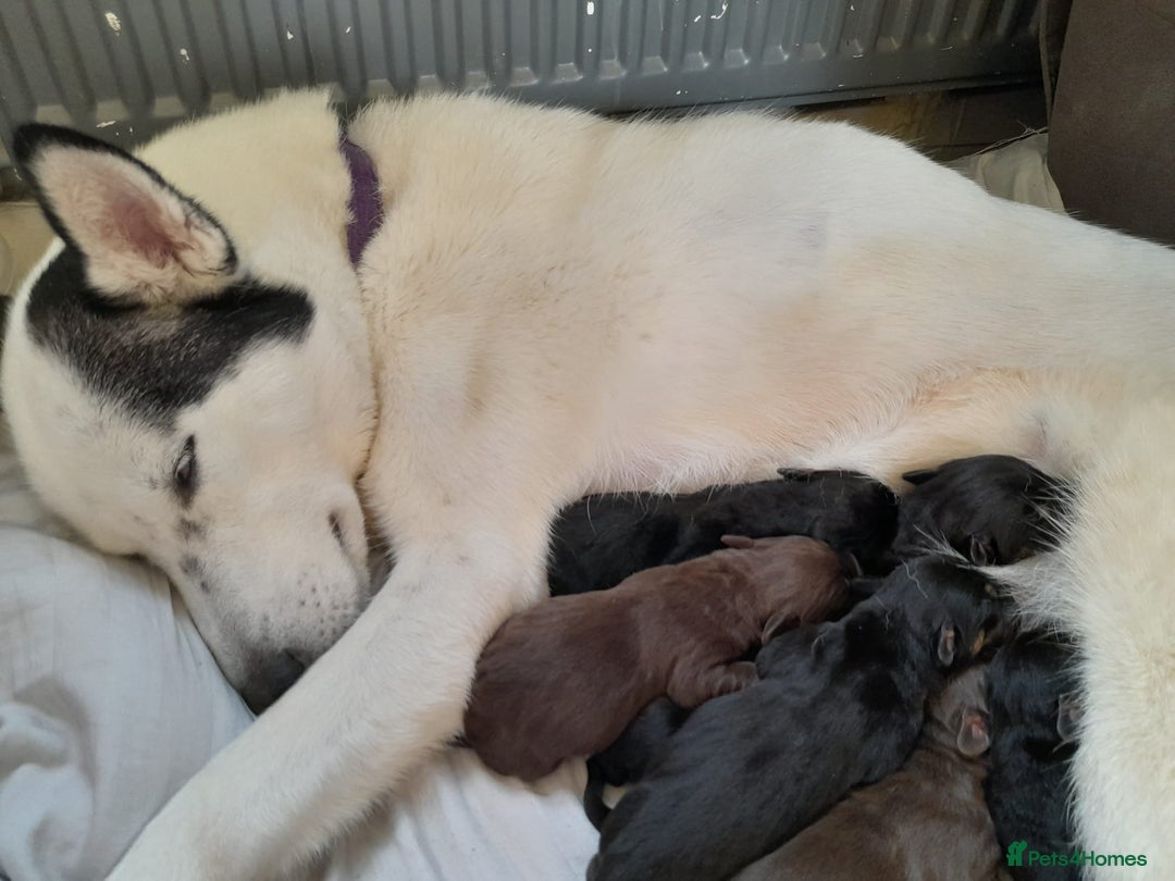 Mixed Breed dogs for sale: Dusky - Image 7