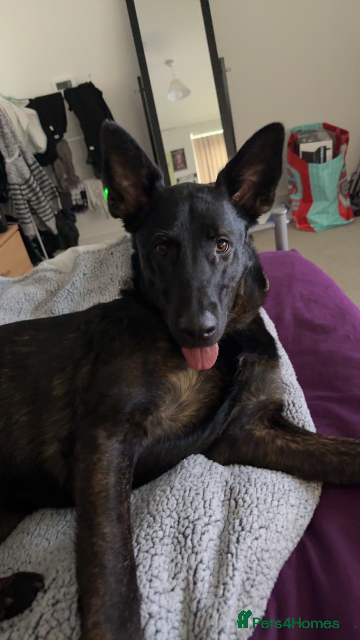 Mixed Breed dogs German Shepard x doberman - Advert 10