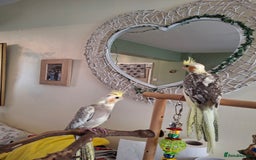Cockatiels birds for sale: Cockateil babies 2 available shortly. - Image 3