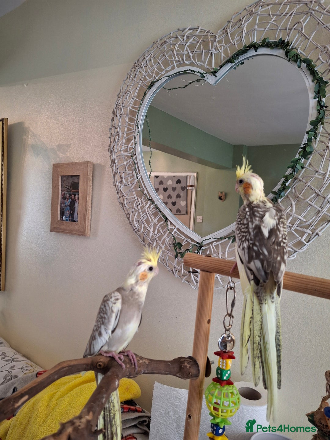 Cockatiels birds for sale: Cockateil babies 2 available shortly. - Image 3