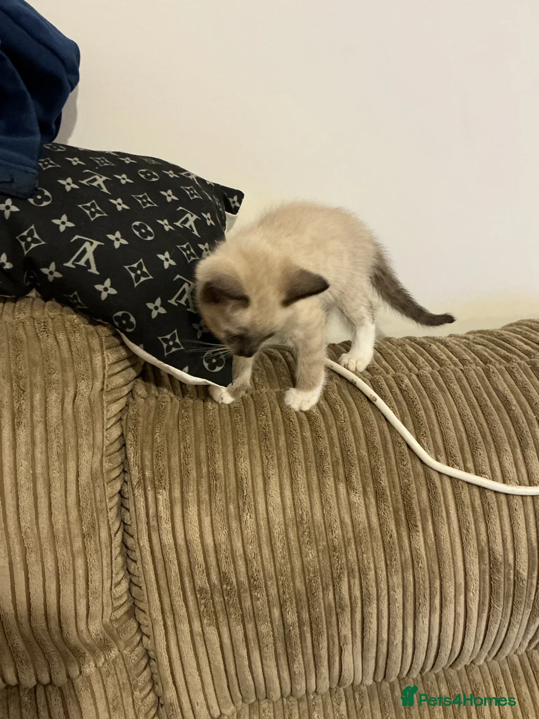 Bengal cats for sale: Kittens for sale - Advert 2