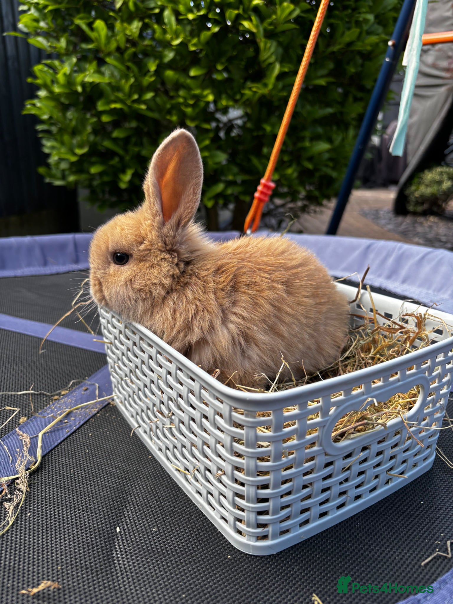Mini Lop rabbits Pure breed Mini Lop bunnies  - Advert 14