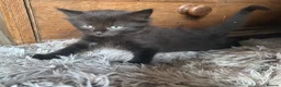 Domestic Shorthair cats for sale: ⭐️READY NOW!⭐️The Cutest Black DSH kittens 🐈‍⬛  - Advert 7