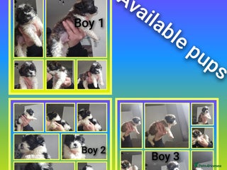 Shih Tzu dogs - Advert 3