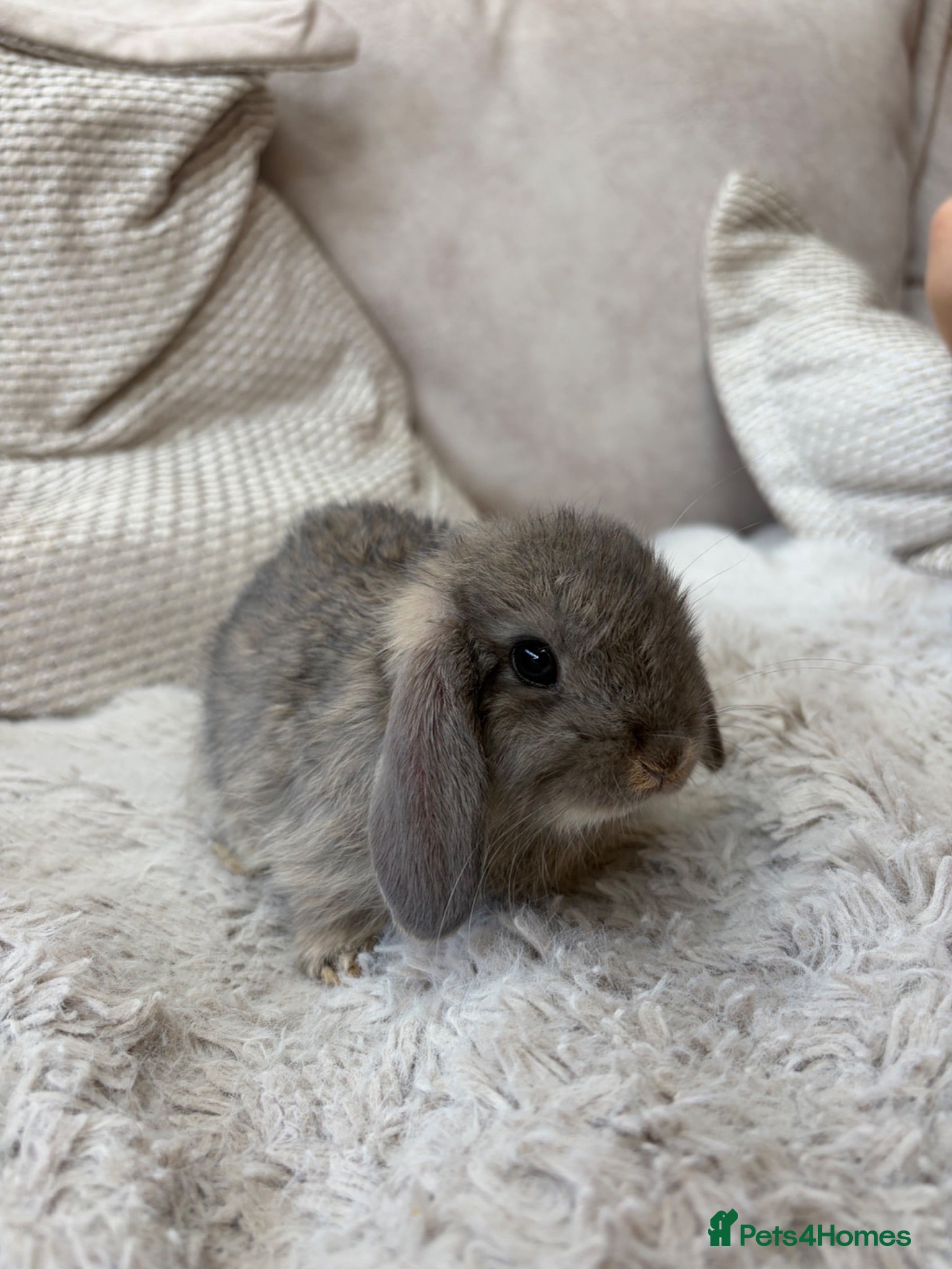Mixed Breed rabbits Beautiful Lop Cross Baby Bunnies for sale  - Advert 1