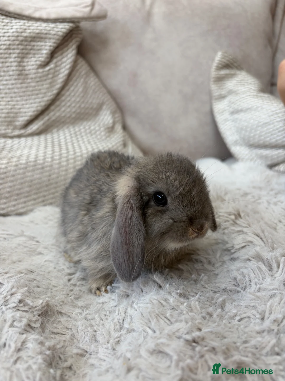Mixed Breed rabbits for sale: Beautiful Lop Cross Baby Bunnies for sale  - Advert 1