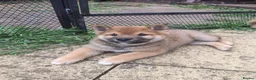 Japanese Shiba Inu dogs for sale: Japan Shiba inu  - Advert 11