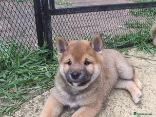 Japanese Shiba Inu dogs Japan Shiba inu - Advert 1