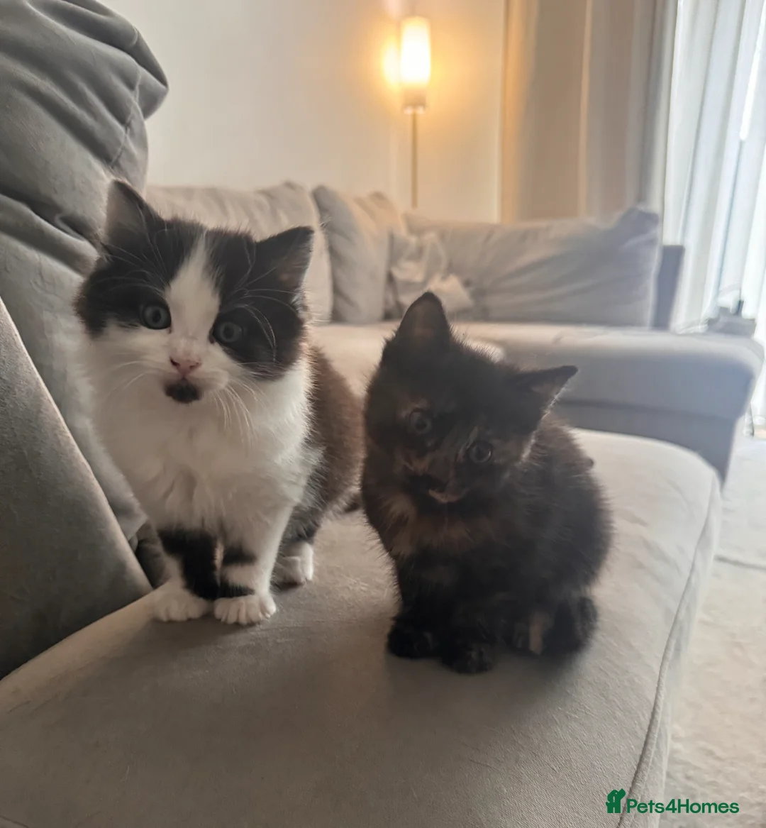 Mixed Breed cats for sale: 2 Beautiful Kittens, Black & White + Tortoiseshell - Advert 1