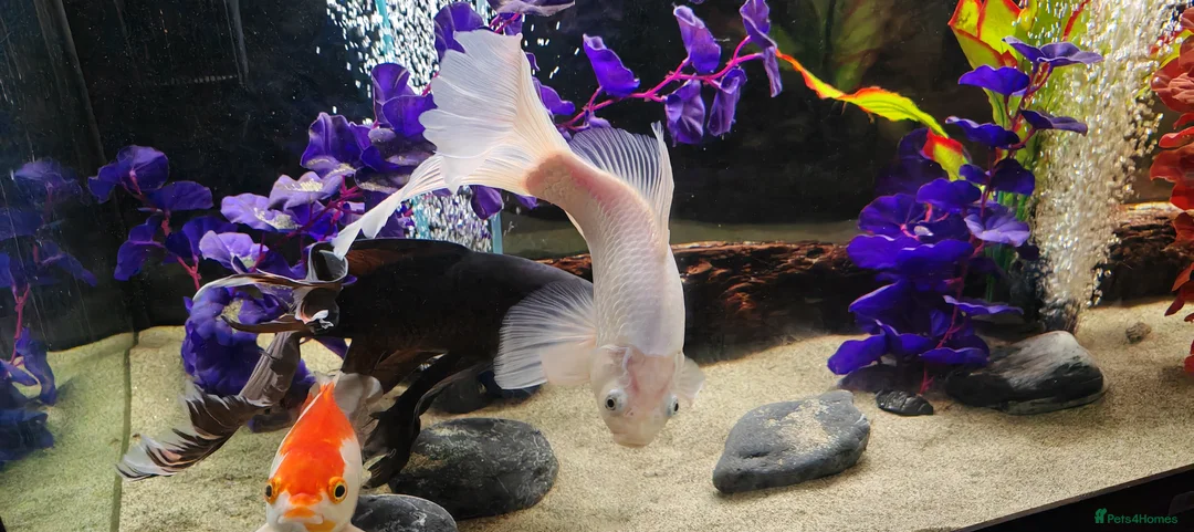 Goldfish fish for sale: Gold Fish sarasa, comets and shubunkin  - Advert 3