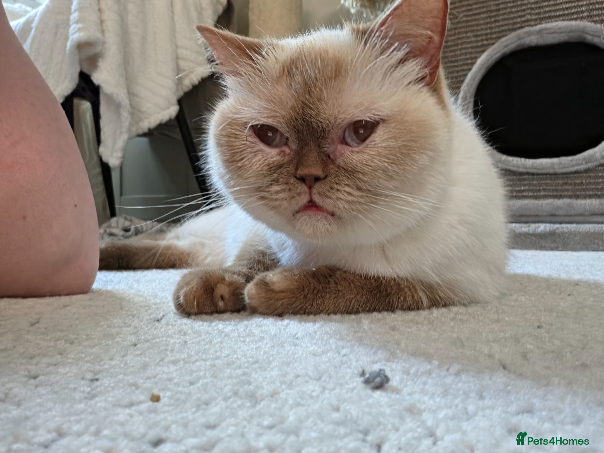 British Shorthair cats 🐾 BEAUTIFUL BRITISH SHORTHAIR KITTENS 🐾   - Advert 2