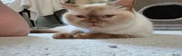 British Shorthair cats for sale: 🐾 BEAUTIFUL BRITISH SHORTHAIR KITTENS 🐾   in Gloucester - Advert 2