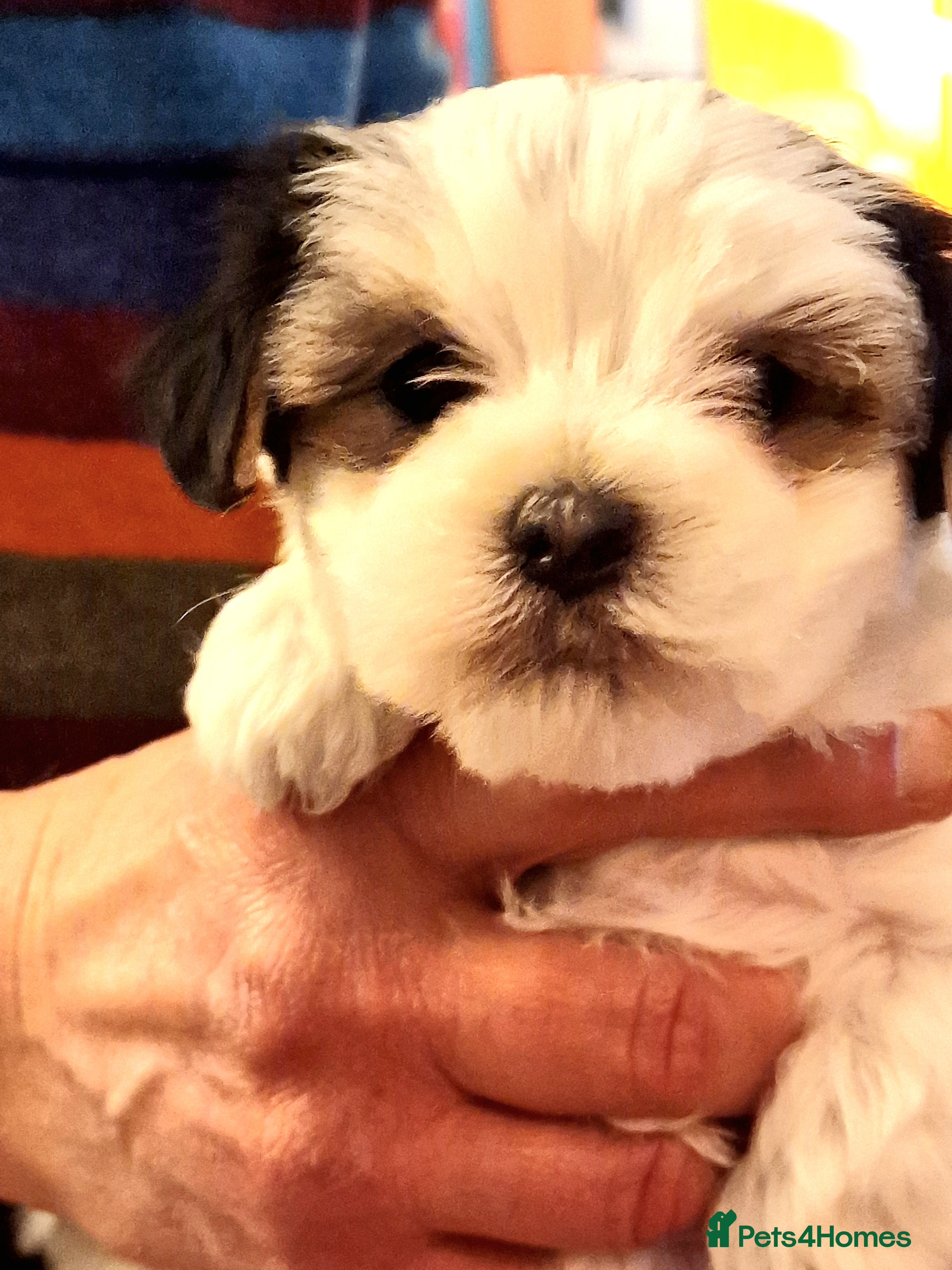 Maltese dogs F2 Maltese rare colouring - Advert 6