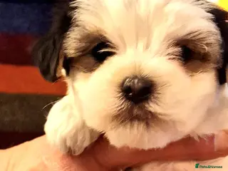 Maltese dogs F2 Maltese rare colouring - Advert 6