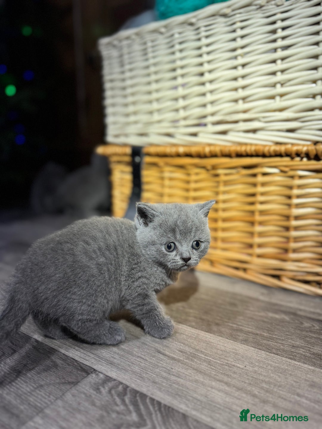 British Shorthair cats for sale: Beautiful British Shorthair Blue Kittens Available - Advert 17