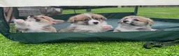 Welsh Corgi Pembroke dogs for sale: Welsh Pembroke Corgi - Advert 14