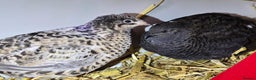 Quail poultry for sale: Chinese Painted and Coturnix Quail - Advert 1