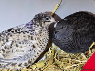 Quail poultry Chinese Painted and Coturnix Quail - Advert 5