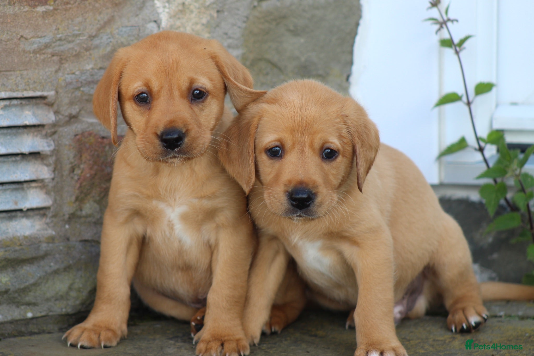 Labrador Retriever dogs Health Tested Labrador Puppies For Sale  - Advert 2