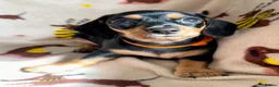 Miniature Dachshund dogs for sale: 3 miniature dachshund pups, female black and tan in Newport - Advert 3