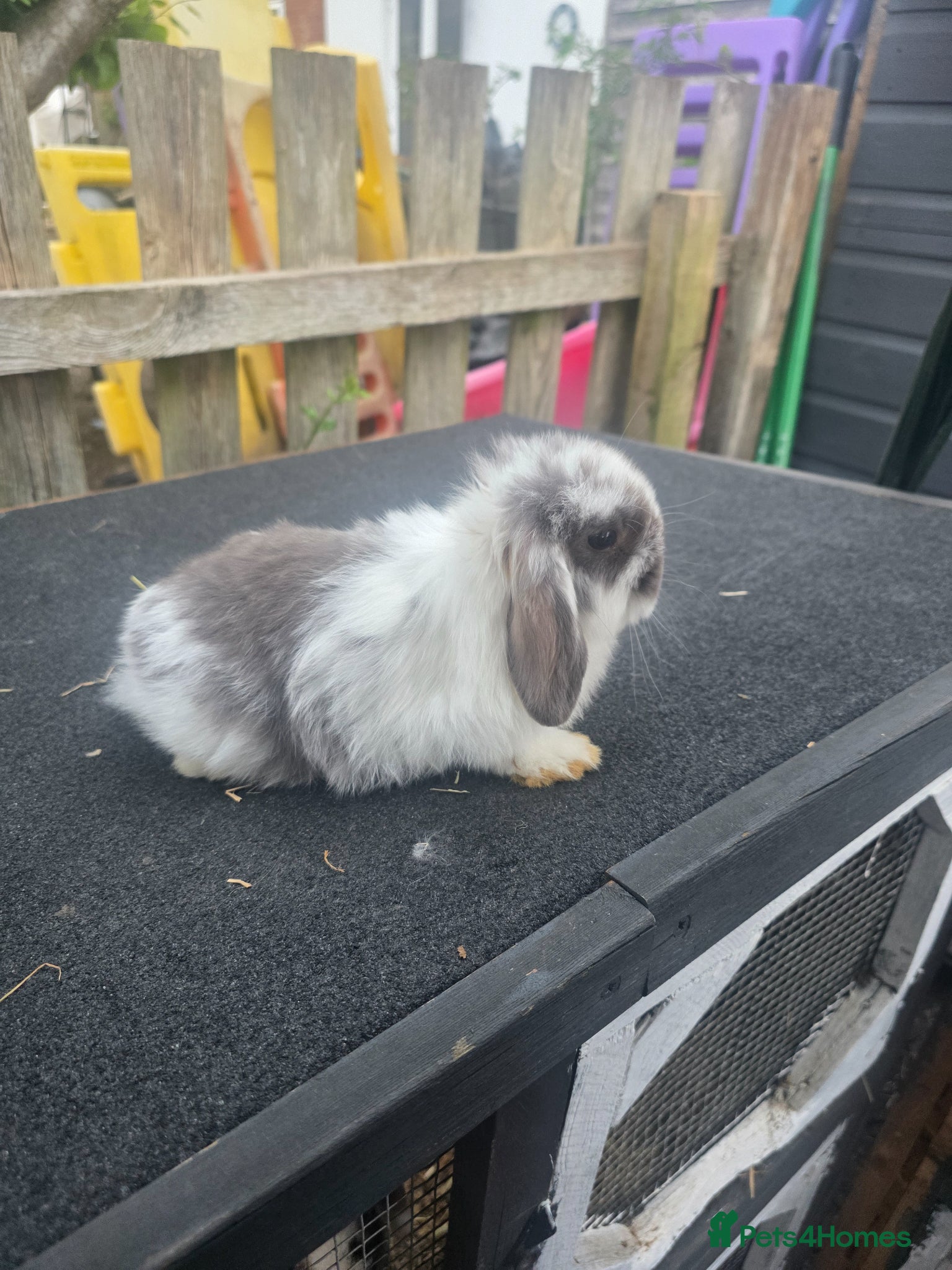 Mini Lop rabbits Mini lops  - Advert 13