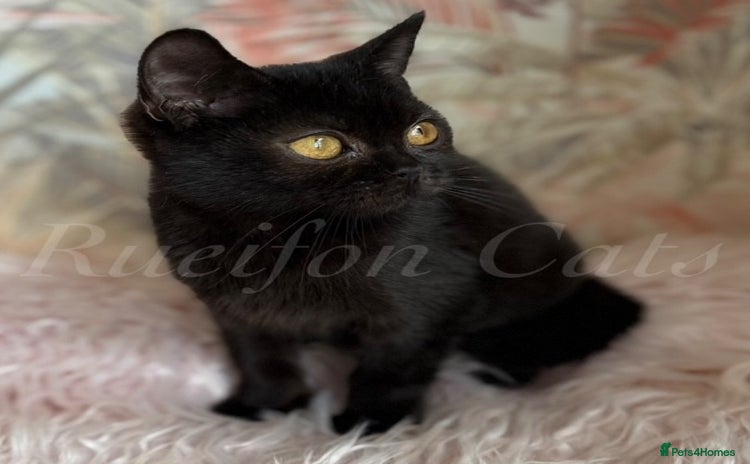 British Shorthair cats - Advert 4
