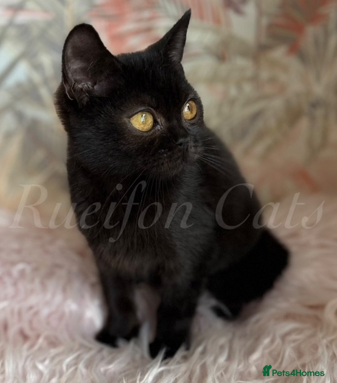 British Shorthair cats for sale: Gorgeous British Shorthair kittens GCCF registered - Image 1