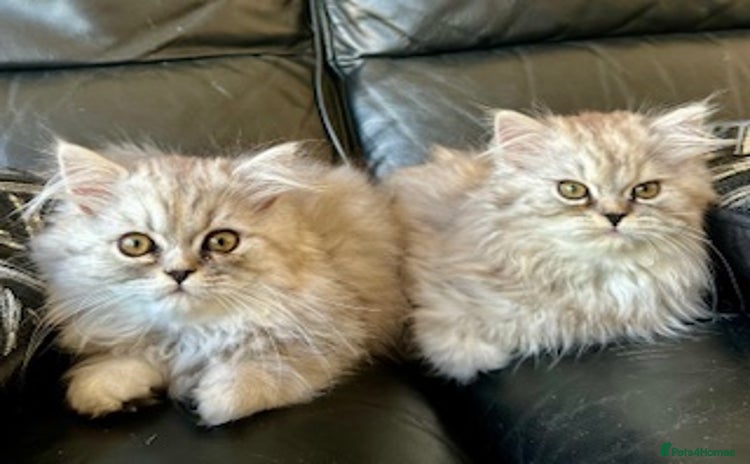 Persian cats - Advert 5